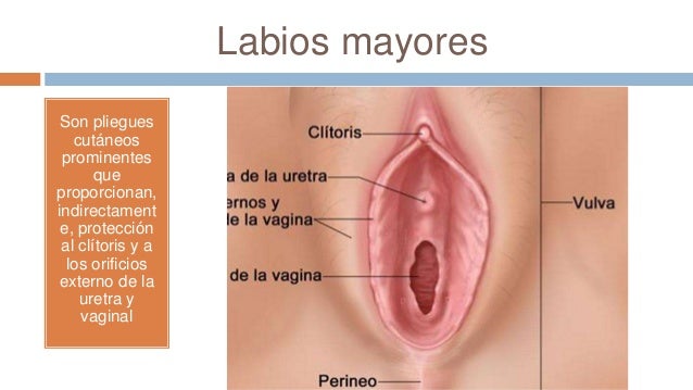 labio de la vagina Diego serrano gay